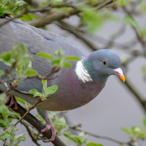 Mein Platz
die heimische Ringeltaube (Columba palumbus) ist 40 cm lang, Spannweite 75 cm bei einem Gewicht von 500 Gramm. In einigen Städten ist sie ein vertrauter Parkvogel. (lt. Naturführer Landvögel) 
Schlüsselwörter: Taube