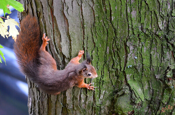 Am Baum
Eichhörnchen benötigen alte Baumbestände, um satt zu werden. Da die Samenbildung von Jahr zu Jahr variiert, bieten alte Misch- und Laubwälder ein sicheres u. abwechslungsreiches Nahrungsangebot. (lt. deutschewildtierstiftung)
Schlüsselwörter: Eichhörnchen