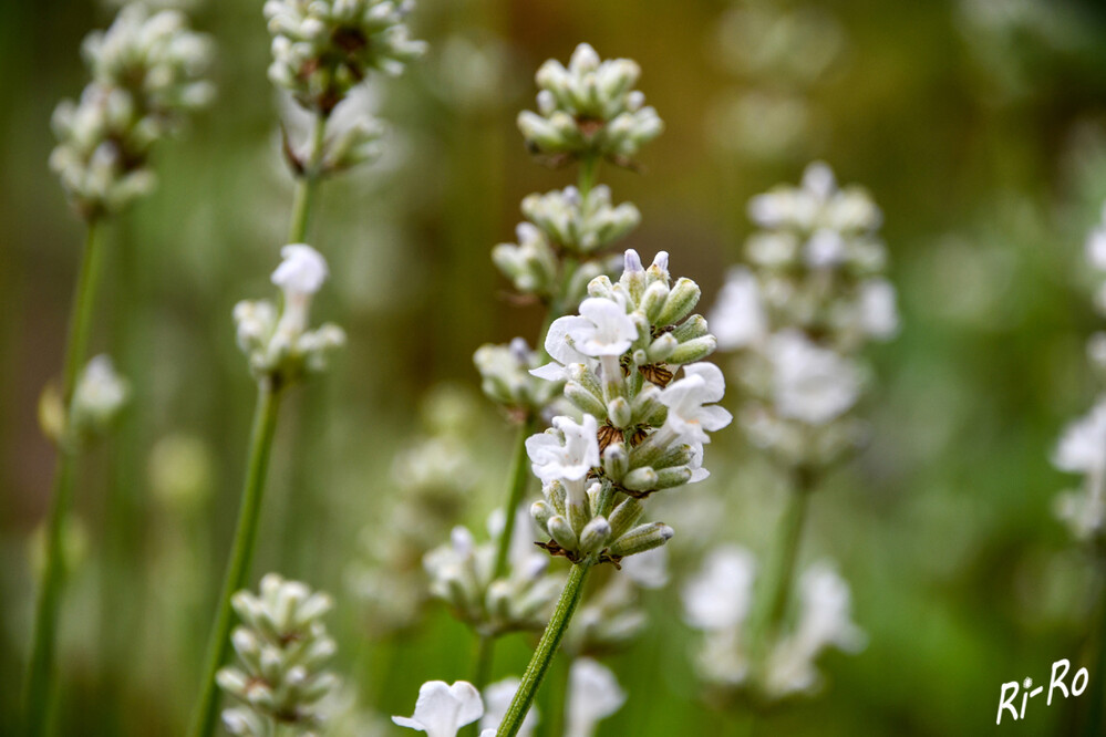 Lavendula
mit seinen immergrünen, silbergrau leuchtenden Blättern u. seinen scheinährigen Blüten in Weiß ist er ein Blickfang in jedem Garten. (gartencenter)

