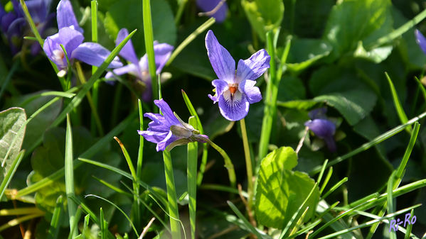 Das Hornveilchen
(Viola cornuta) ist eine ausdauernde, krautige Pflanze, die 20 bis 30 Zentimeter hoch wird. Sie bildet ein Rhizom aus. Die eiförmigen, spitzen und gekerbten Blätter sind meist 2 bis 3, selten bis 5 Zentimeter lang. (lt Wikepedia u. Nabu)


Schlüsselwörter: Hornveilchen