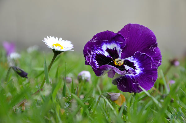 4 - Ungleiches Paar
Gänseblümchen und Stiefmütterchen auf der Wiese.
