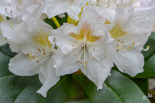 Rhododendron
ist eine Pflanzengattung aus der Familie der Heidekrautgewächse.
Die Blütezeit der Rhododendren reicht von Januar bis August. (lt. Wikipedia)
Schlüsselwörter: Rhododendron