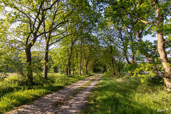 Naturimpressionen
Schlüsselwörter: Cuxhaven