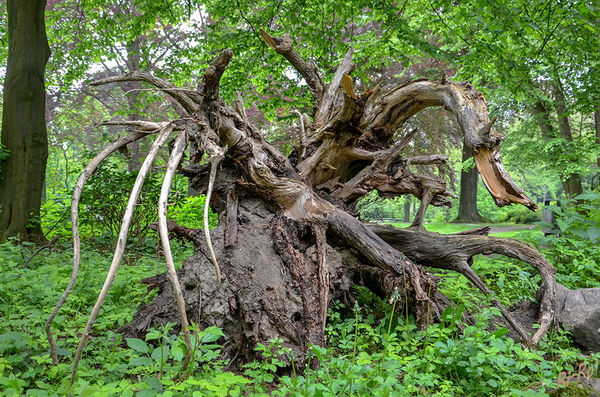 5 - Kunst der Natur
Baumwurzel im Park
Schlüsselwörter: Baumwurzel