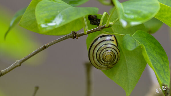 Hain-Bänderschnecke
(Cepaea nemoralis) sie ernährt sich von verschiedenen frischen Pflanzen, Algen u. Pilzen.
Die Schneckenart ist in West- u. Mitteleuropa weit verbreitet, vor allem in Gärten u. erreicht ein Alter von bis zu acht Jahren. (lt. Wikipedia)
