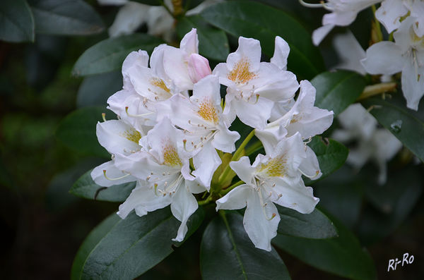 Rhododendron
ist eine Pflanzengattung aus der Familie der Heidekrautgewächse.
Die Blütezeit der Rhododendren reicht von Januar bis August. (lt. Wikipedia)
Schlüsselwörter: Rhododendron