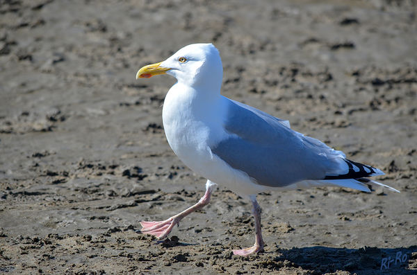 Wattsparziergang
einer Silbermöwe an der Nordsee.
Schlüsselwörter: Nordsee, Möwe