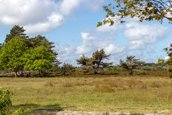 Naturimpressionen
Schlüsselwörter: Cuxhaven