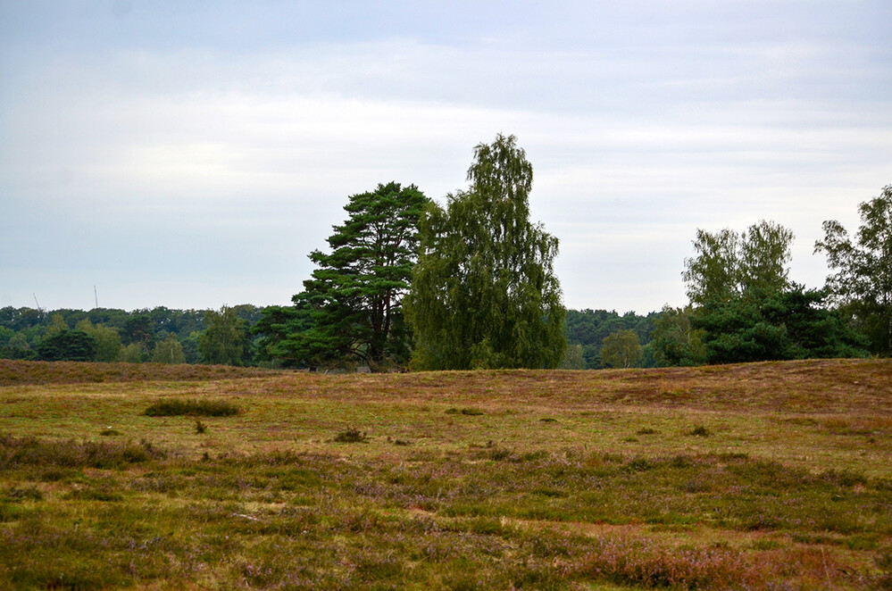 Schönes Münsterland- Heidelandschaft Westrup
Perla
Schlüsselwörter: 2023