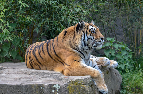 Amurtiger
(im Zoo Münster)
der Sibirische Tiger, auch Ussuritiger genannt, ist eine Unterart des Tigers und die größte lebende Katze der Welt. Die im Fernen Osten Russlands und angrenzenden Gebieten Nordkoreas und Chinas leben. (lt. Wikipedia)
Schlüsselwörter: Tiger
