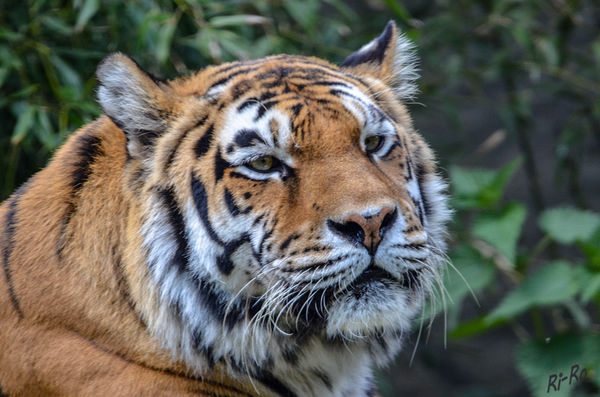 Portait
vom Amurtiger (im Zoo Münster) er steht auf der Liste der gefährdeten Tiere.

Schlüsselwörter: Tiger