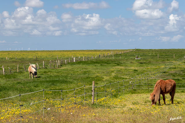 Naturimpressionen
Zwischenzone - Betreten auch außerhalb der Wege zulässig;, Ausnahme: Brutgebiete in der Zwischenzone dürfen während der Brutzeit (1.4.-31.7.) nur auf zugelassenen Wegen betreten werden
Schlüsselwörter: Cuxhaven