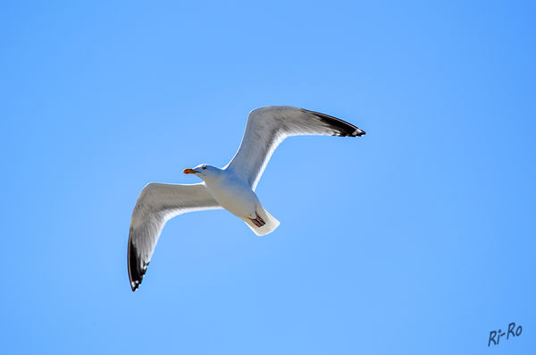 Flugstunde
Schlüsselwörter: Nordsee, Möwe