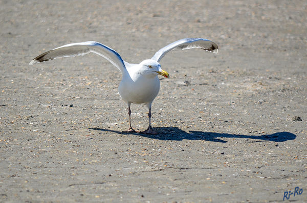 Silbermöwe
Dann starte ich mal
Schlüsselwörter: Nordsee, Möwe