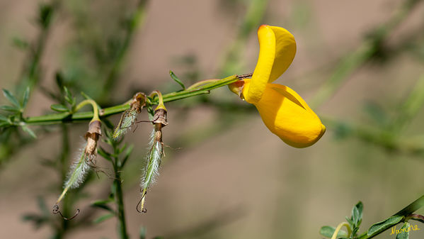 Naturimpressionen
Heide-Ginster (Genista pilosa) 
Schlüsselwörter: Cuxhaven