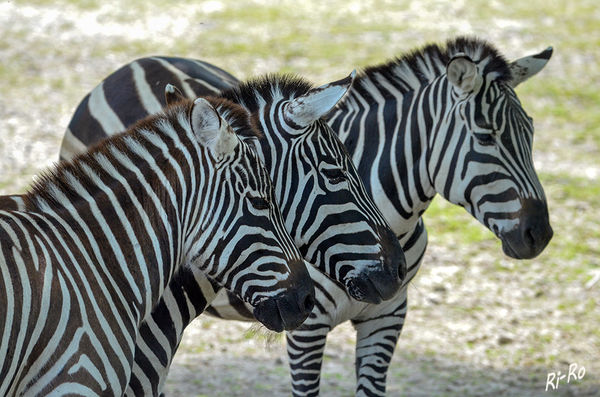 Trilogie 
Steppenzebras aufgenommen im Zoo Münster.
Schlüsselwörter: Zebra