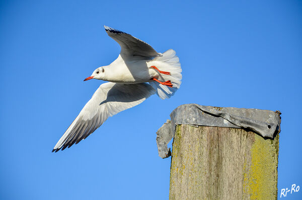 Abflug
Lachmöven kommen an Küsten- u. Binnengewässern vor.
Ihre Nahrung ist sehr flexibel. Sie gehören zur Gattung Larus. (lt.Nabu)
Schlüsselwörter: Nordsee;