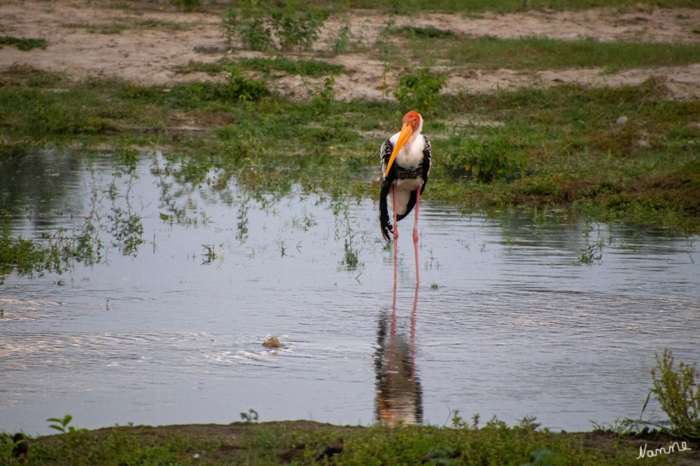Am Fluss Yamuna hinter dem Taj Mahal
Der Nimmersatt wird etwa 90–105 cm groß, womit er ein mittelgroßer Storch ist.[1] Sein Körper ist weiß mit einem kurzen schwarzen Schwanz, der bei frischer Mauser grün und violett schimmert. Der Schnabel ist gelb, am Ende leicht gebogen und hat einen runderen Querschnitt als bei anderen Störchen außerhalb der Gattung der Nimmersatte. Die Befiederung reicht bis zum Kopf und Hals direkt hinter den Augen, während Gesicht und Stirn von tiefroter Haut bedeckt sind. lt. Wikipedia
Schlüsselwörter: 2025