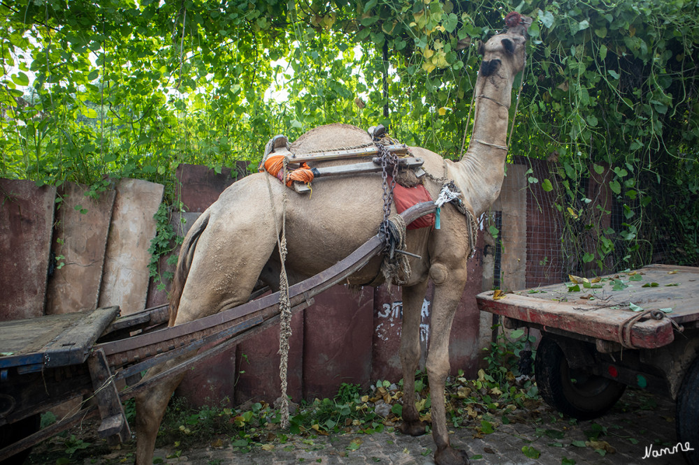 Karauli
Transportmittel
Schlüsselwörter: 2024