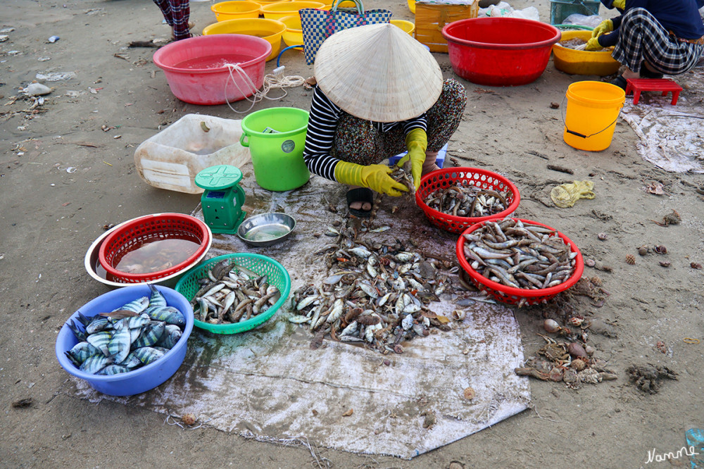 Morgens am Fischerhafen in Mui Ne
Direkt am Strand wird der Fang (Krabben, Tintenfische, Shrimps, Muscheln und Fische) in großen Wannen sortiert, gehandelt und direkt an Händler oder Besucher verkauft.
Schlüsselwörter: 2026; Vietnam