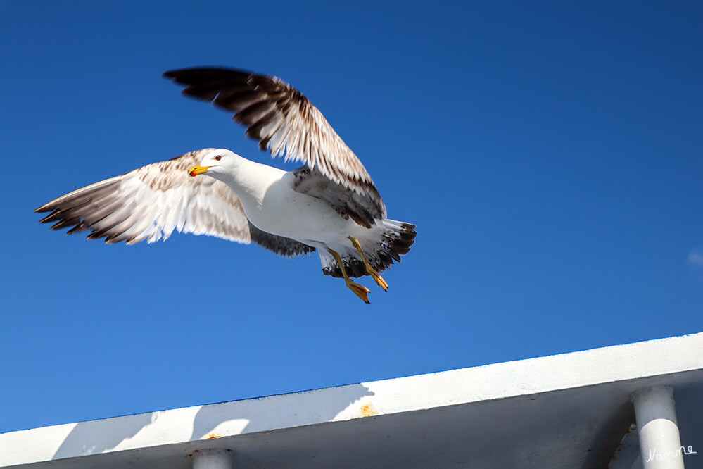 Abflug
Möwen sind auf der ganzen Welt zu Hause und leben in großen Kolonien an Küsten, Stränden und Binnengewässer.
Sie sind sehr gute Segelflieger. Im Gegensatz zu anderen Seevögeln sind sie aber ebenfalls gut im Wasser und auf Land unterwegs. laut galileo
Schlüsselwörter: Möwe