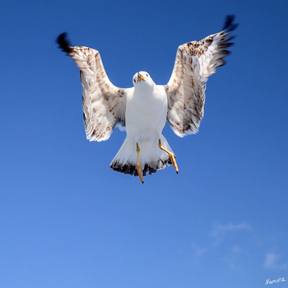 Platz da
Möwen sind ausgezeichnete Segelflieger, insbesondere auch bei starkem Wind. laut Wikipedia
Schlüsselwörter: Möwe