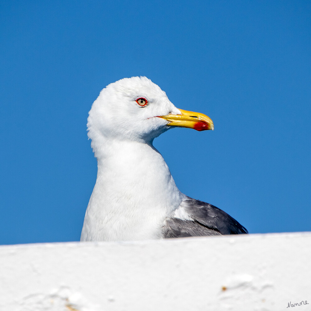 Schau mir in die Augen
Möwen sind mittelgroße bis große Vögel. Sie besitzen relativ lange und schmale, spitze Flügel und kräftige, schlanke Schnäbel mit leicht nach unten gekrümmtem Oberschnabel. Die meisten Möwenarten leben an den Küsten. laut Wikipedia
