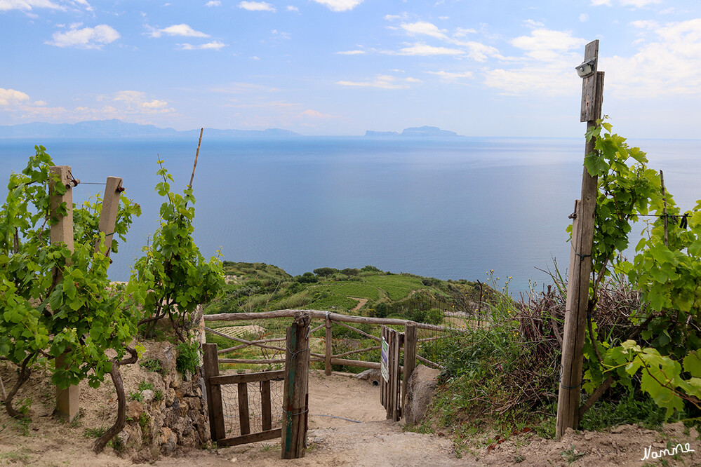 Bei Francesco im Weinberg
Schlüsselwörter: Italien; 2024