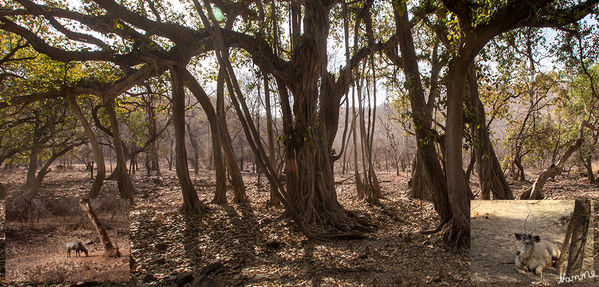 Ranthambhore-Nationalpark
Ranthambhore liegt am östlichen Rand der Aravallikette, unweit des Vindhyagebirges. Trockene Felsgebiete, einige Seen und kleinere Wasserläufe werden vor allem von Trockenwäldern gesäumt.
Schlüsselwörter: Indien, Ranthambhore, Tiger, Nationalpark