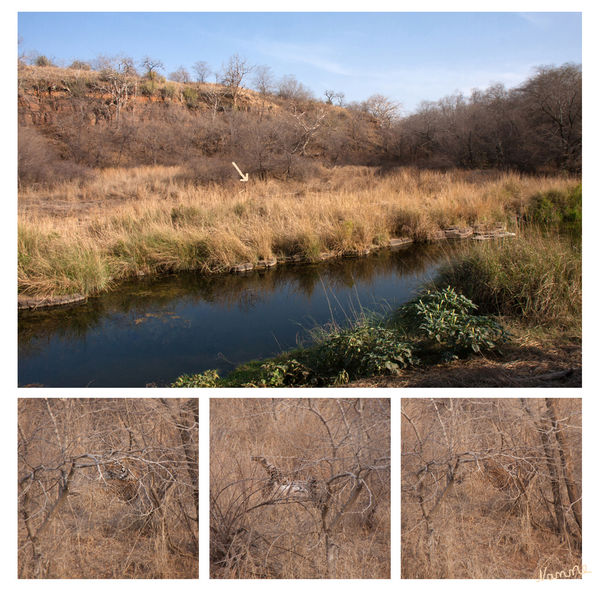 Ranthambhore-Nationalpark - Tiger
Das Gebiet ist bekannt für seine Bengaltiger, die wenig scheu sind.
Ja, wir haben ihn von weiten nach Hinweisen der Guys endlich entdecken können. 5 Minuten früher trank er an der Wasserstelle wie uns per Handyfotos bewiesen wurde. Unser Kama war leider nicht so gut. Aber - er war da. Das kann uns keiner mehr nehmen.
Schlüsselwörter: Indien, Ranthambhore, Tiger, Nationalpark,Bengaltiger