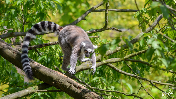 Katta
er bewohnt trockene Regionen im südwestlichen Madagaskar und lebt in Gruppen von durchschnittlich 13 bis 15 Tieren.
Die madagassischen Namen lauten Hiva oder Maki. (lt. Wikipedia)
Schlüsselwörter: Katta