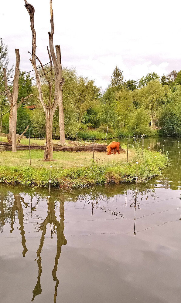 Zoom - Sumatra-Orang-Utan
Anna
Schlüsselwörter: ZOOM Erlebniswelt; Gelsenkirchen;