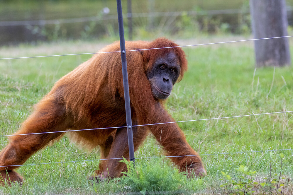 Zoom - Sumatra-Orang-Utan
Marianne
Schlüsselwörter: ZOOM Erlebniswelt; Gelsenkirchen;