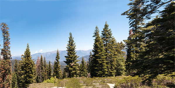 Sequoia Nationalpark Unterwegs
Die Nationalparks Kings Canyon und Sequoia liegen nahe aneinander im zentralen Teil der Sierra Nevada in Kalifornien. Das Gebiet der Parks erstreckt sich von ca. 412 m bis 4.418 m Höhe. Die Gebirgskette der Sierra Nevada bildet die Ostgrenze der beiden Parks.
Schlüsselwörter: Amerika unterwegs Sequoia