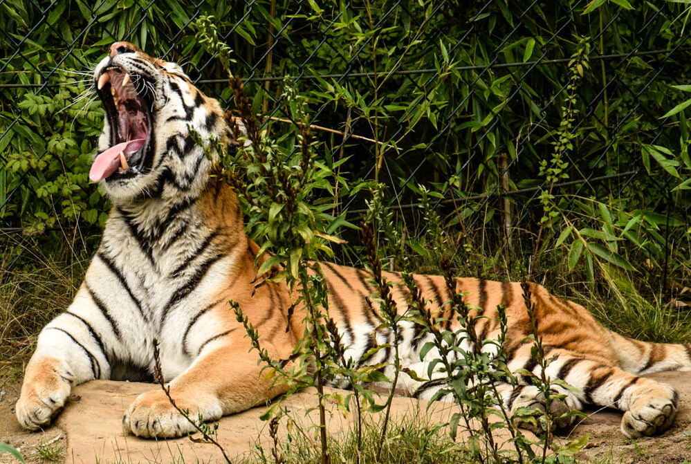 Zoom - Amurtiger
Verena
Schlüsselwörter: ZOOM Erlebniswelt; Gelsenkirchen;