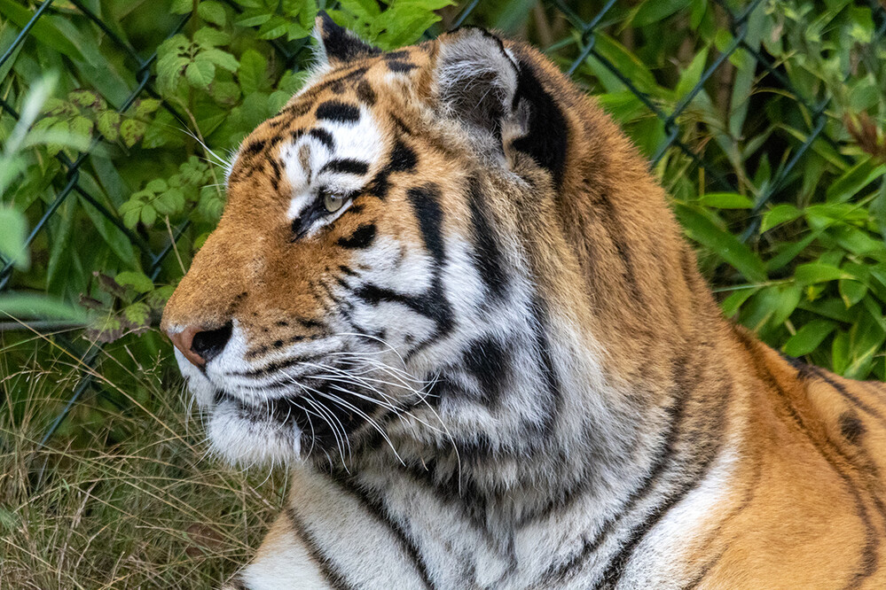 Zoom - Amurtiger
Marianne
Schlüsselwörter: ZOOM Erlebniswelt; Gelsenkirchen;