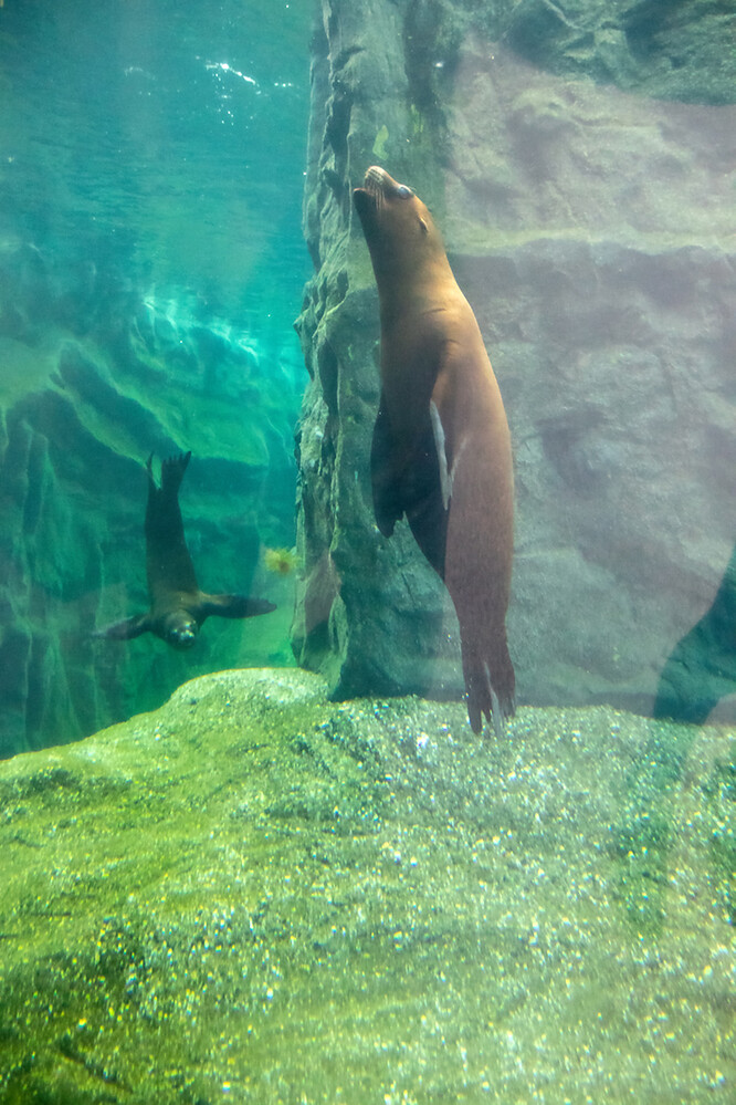 Zoom - Kalifornischer Seelöwe
Jo
Schlüsselwörter: ZOOM Erlebniswelt; Gelsenkirchen;