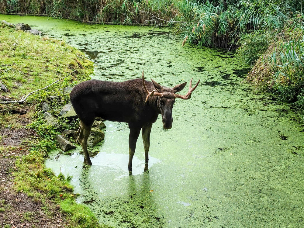 Zoom - Elch
Manni
Schlüsselwörter: ZOOM Erlebniswelt; Gelsenkirchen;