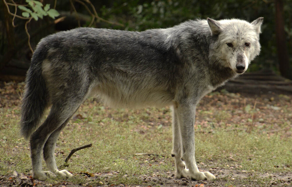 Zoom - Timberwolf
Verena
Schlüsselwörter: ZOOM Erlebniswelt; Gelsenkirchen;