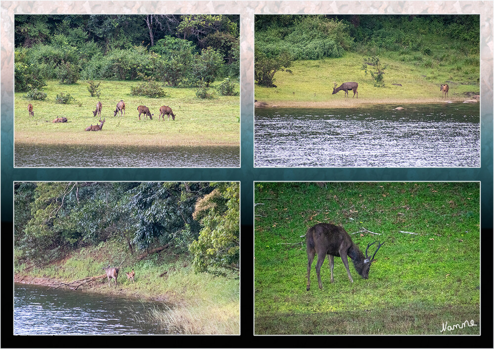 Periyar-Nationalpark Bootstour
Der Periyar Nationalpark liegt in Kerala an der Grenze zu Tamil Nadu. Der Park wurde 1950 gegründet und nach dem gleichnamigen Fluss benannt. Inmitten der 250 qkm des Gebietes befindet sich der malerische Periyar See. Neben Elefanten und Tigern, deren Zahl durch die Bemühungen der Parkmitarbeiter auf 40 gestiegen ist, werden in Periyar auch häufig Hirsche, Wildhunde, Wildschweine und Bisons gesehen. laut indien-special-tours 
Schlüsselwörter: 2024