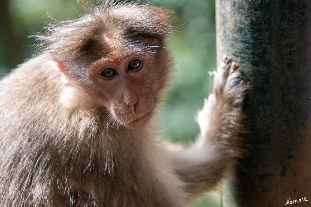 Rhesusaffen
sind sehr temperamentvolle und aktive Tiere. Sie leben in Gruppen von 20 bis 200 Tieren zusammen und halten sich je nach Lebensraum am Boden oder auf Bäumen auf. Die meiste Zeit des Tages verbringen sie mit Nahrungssuche und -aufnahme. lt. dpz
Schlüsselwörter: 2024