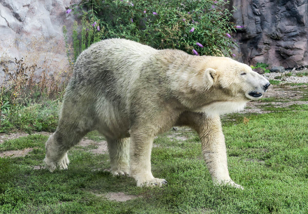 Zoom - Eisbär
Karl-Heinz
Schlüsselwörter: ZOOM Erlebniswelt; Gelsenkirchen;