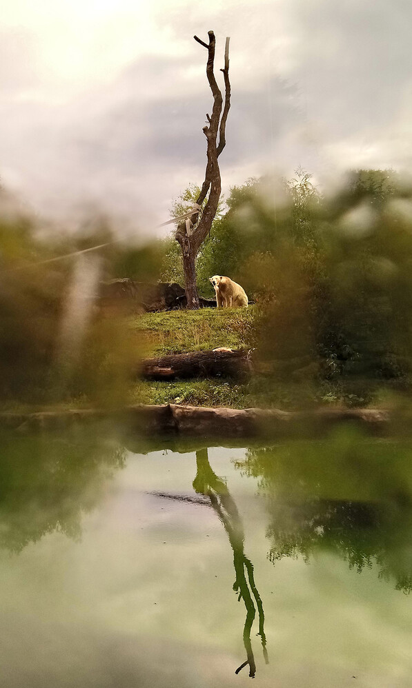 Zoom - Eisbär
Anna
Schlüsselwörter: ZOOM Erlebniswelt; Gelsenkirchen;