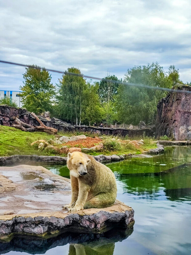 Zoom - Eisbär
Manni
Schlüsselwörter: ZOOM Erlebniswelt; Gelsenkirchen;