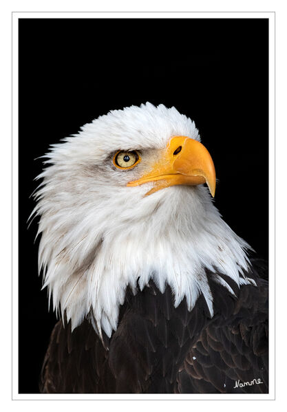 Weißkopfseeadler
ist ein großer Greifvogel aus der Familie der Accipitridae. In Aussehen und Lebensweise ähnelt die Art sehr dem eurasischen Seeadler, die beiden Arten werden daher von manchen Autoren zu einer Superspezies vereinigt. Der Weißkopfseeadler ist der Wappenvogel der USA und daher auf deren Siegel zu sehen. Weißkopfseeadler sind nach dem Kalifornischen Kondor die größten Greifvögel Nordamerikas. laut Wikipedia
Schlüsselwörter: Hellenthal; Adler