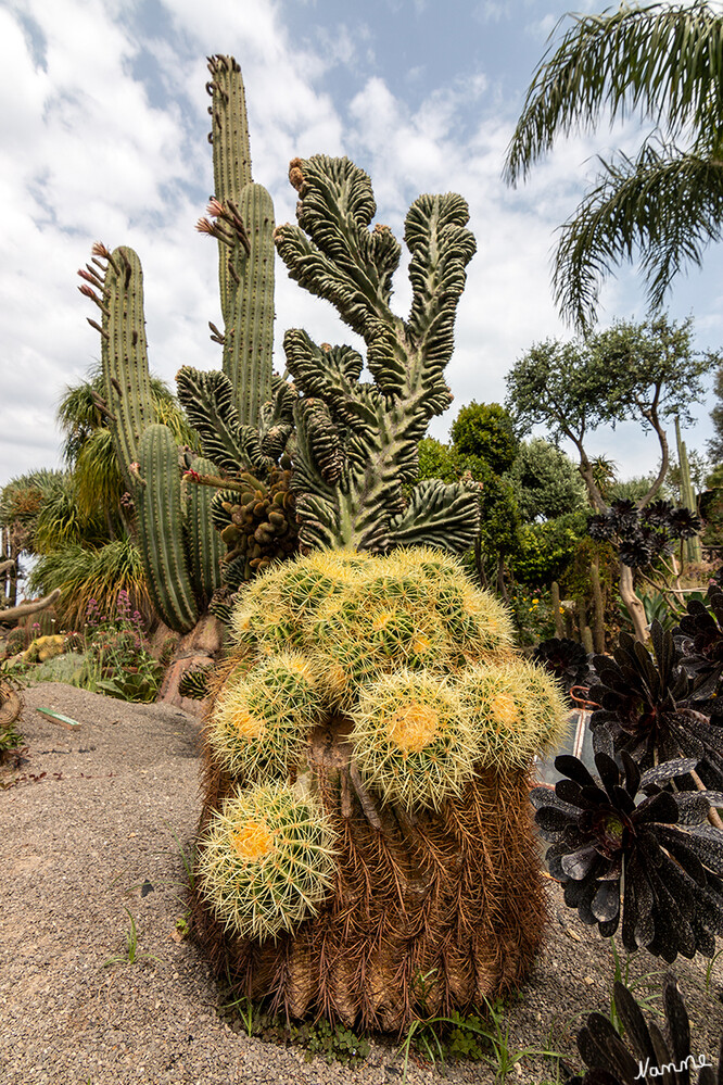 Kakteengarten Giardini Ravino
Das milde Klima der Insel Ischia und die herrliche westliche Lage der Villa Ravino machte das Gedeihen dieser nicht alltäglichen Pflanzen möglich. laut italien-reiseinformationen 
Schlüsselwörter: Italien; Ischia;