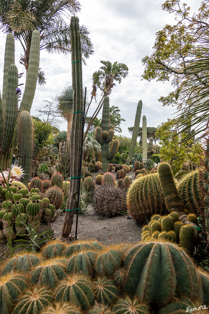 Kakteengarten Giardini Ravino
Giuseppe D’Ambra, ein begeisterter Seefahrer und großer Liebhaber von Kakteen, Sukkulenten (saftreiche Pflanzen) und Palmen, kehrte von seinen Reisen rund um die Welt mit Taschen voller Ableger und Samen bestimmter Pflanzen zurück, die in Italien und ganz Europa als einzigartig gelten. laut italien-reiseinformationen
Schlüsselwörter: Italien; Ischia