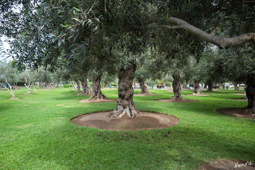 1 Peru Lima Park Olivar
Die Geschichte von El Olivar stammt aus dem Jahr 1560, als Antonio de Rivera die ersten Olivenpflanzen aus Sevilla, Spanien, mit brachte. Nur drei dieser Pflanzen überlebten ihre beschwerliche Reise, aber diese drei wurden ordnungsgemäß gepflanzt und sie gediehen. El Olivar hatte seinen Anfang. Knapp zweihundert Jahre später wurden im Olivenhain mehr als 2000 Olivenbäume gezählt. Als Peru 1821 ein unabhängiger Staat wurde, gab es in El Olivar fast 3000 Olivenbäume.  laut oliveoiltimes
Schlüsselwörter: Peru