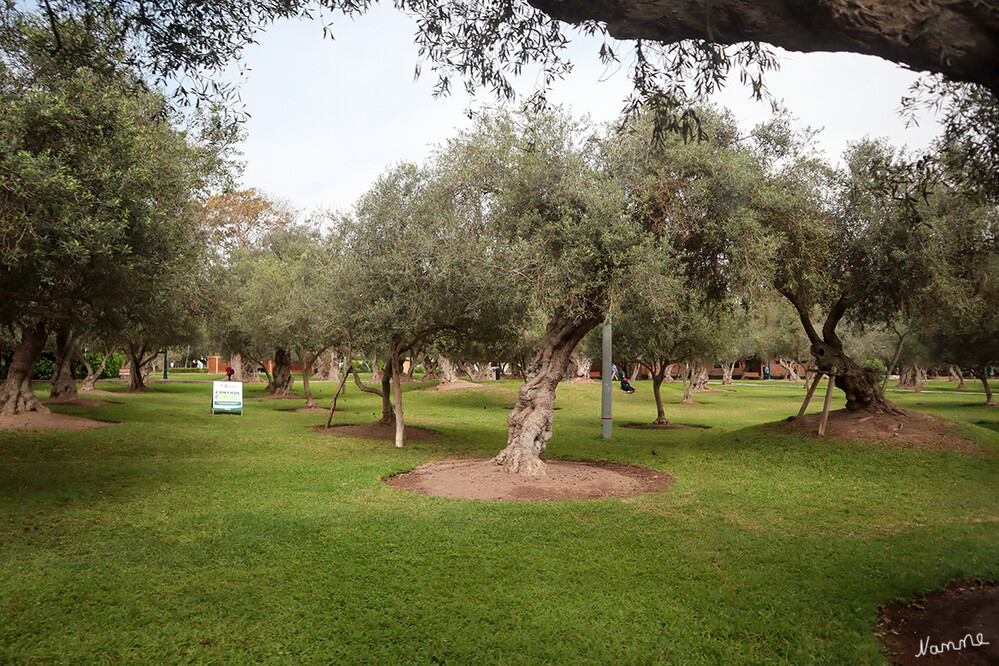 1 Peru Lima Park Olivar
Parque El Olivar, der Olivenhainpark im blühenden Stadtteil San Isidro. Mit Weitsicht wurde der Parque El Olivar 1959 zum peruanischen Nationaldenkmal erklärt. laut oliveoiltimes
Schlüsselwörter: 2024