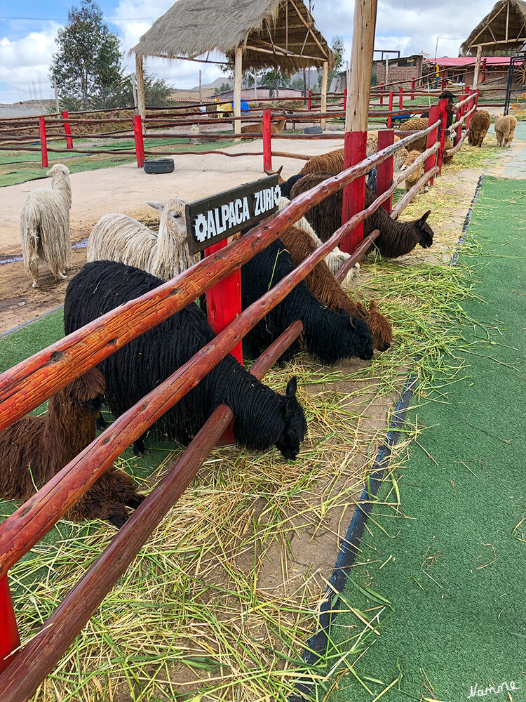 1 Peru Projekt Manos de la Comunidad
Man kann mit den vier Lama Arten, die es in Südamerika gibt und deren Unterarten, auf Tuchfühlung gehen. Es gibt Lamas, Alpacas, Guanacos und sogar die Vicuñas, die hier leben. Wer also etwas feinere Web- oder Strickwaren als Andenken mit nach Hause nehmen möchte, sollte hier einen Halt einlegen.
Schlüsselwörter: Peru